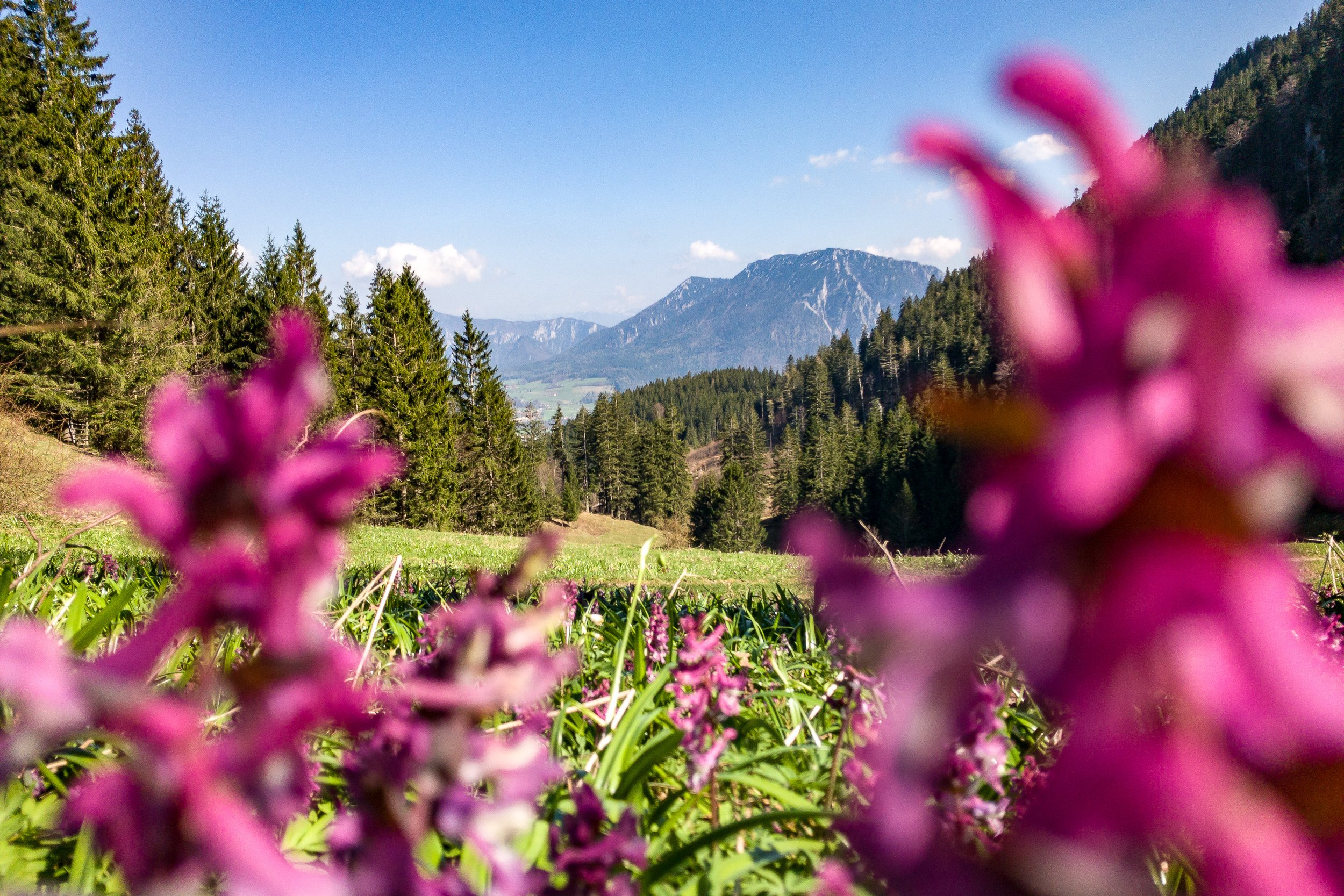 Blick ins Tal mit Blumen