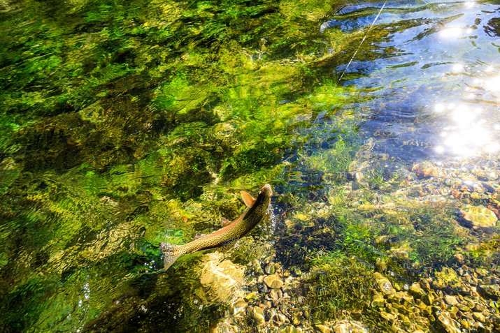 Fisch am Förchensee